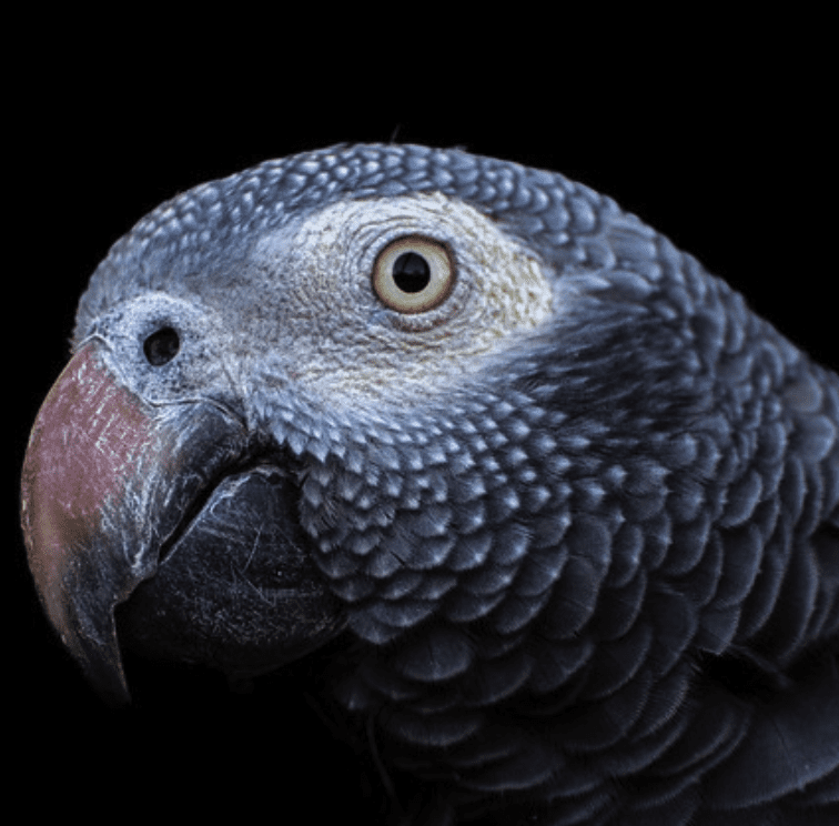 Timneh Parrots: Disrupting Trafficking