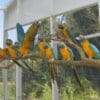 Blue-throated Macaws perch in an outdoor flight