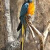 A wild Blue-throated Macaw perches on a branch