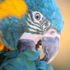 A closeup of a Blue-throated Macaw