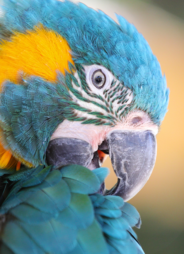 A closeup of a Blue-throated Macaw