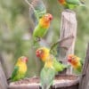 Wild Fischer's Lovebirds forage at a feeder