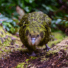 © Jake Osborne CC BY-NC-SA 2.0 via Flickr Wild Kākāpō 'Kenneth' sneaks through the forest