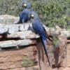 Wild Lear's Macaws perch on a rock wall
