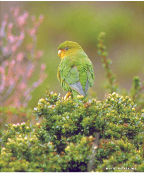 Rufous-fronted Parakeet Conservation