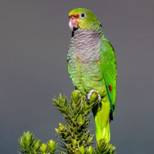 Vinaceous Amazon