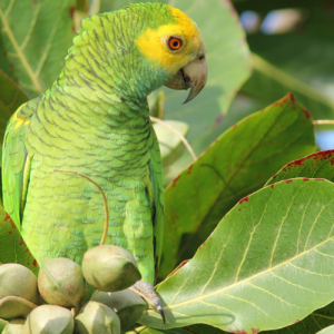 Yellow-shouldered Amazon