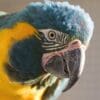 A closeup of a Blue-throated Macaw