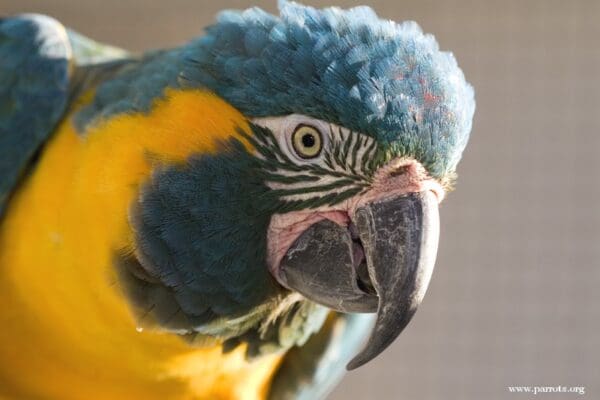 A closeup of a Blue-throated Macaw