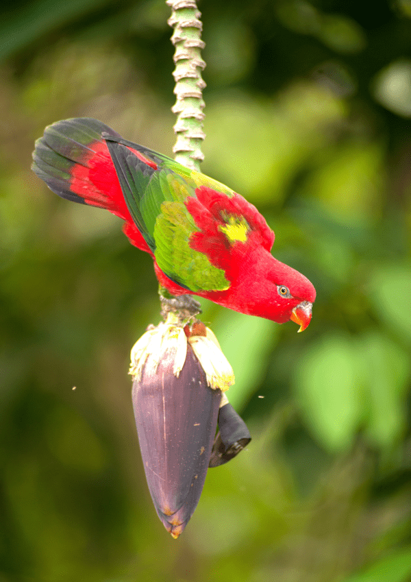 A wild Chattering Lory rests on a blossom