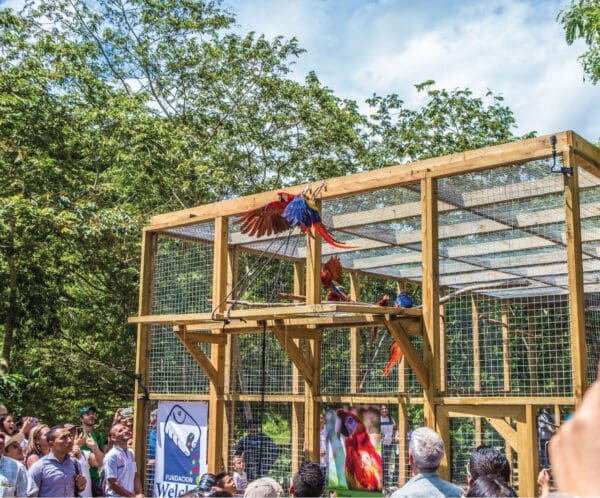 Captive-bred Scarlet Macaws are released to the wild
