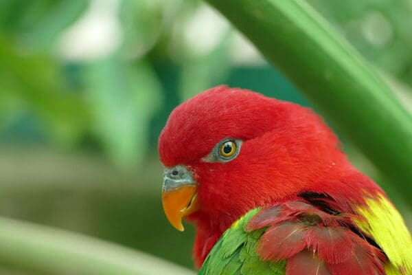 A wild Chattering Lory closeup