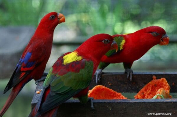 Chattering Lories forage at a feed station