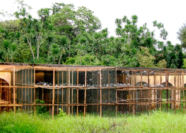 Confiscated Grey Parrots recover in rehabilitation flights, Limbe Wildlife Centre, Uganda