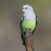 A wild Grey-headed Lovebird perches on a stick