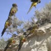 Wild Patagonian Conures perch at a cliff