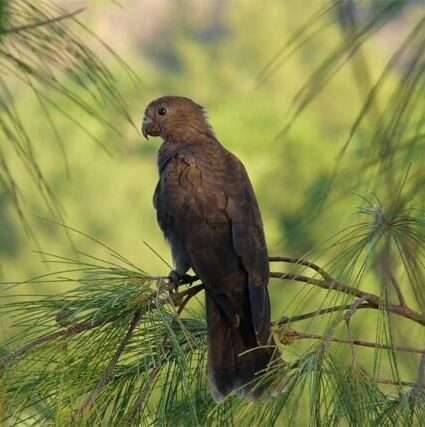 A wild Seychelles Parrot perches on a twid