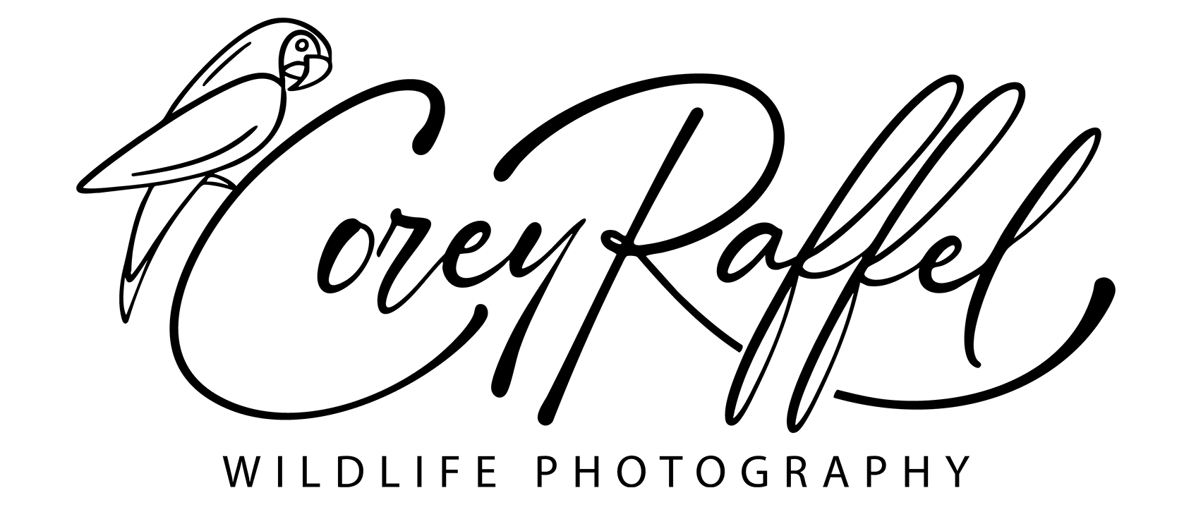 Corey Raffel Wildlife Photography