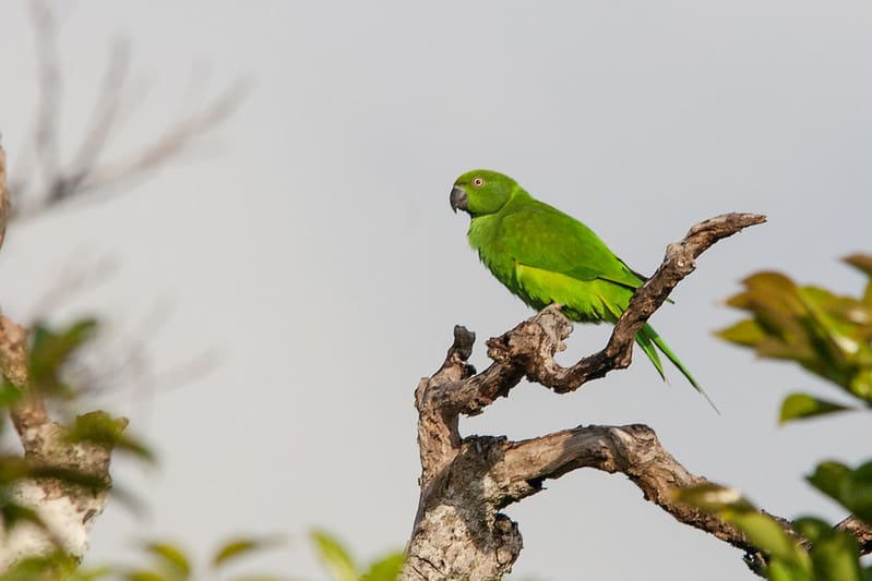 Echo Parakeet Conservation and Research