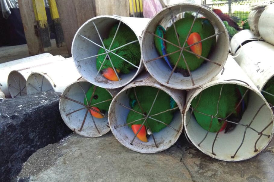 Fighting Parrot Trafficking in Indonesia