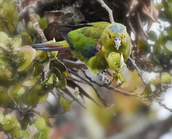 A wild Indigo-winged Parrot feeds in a tree