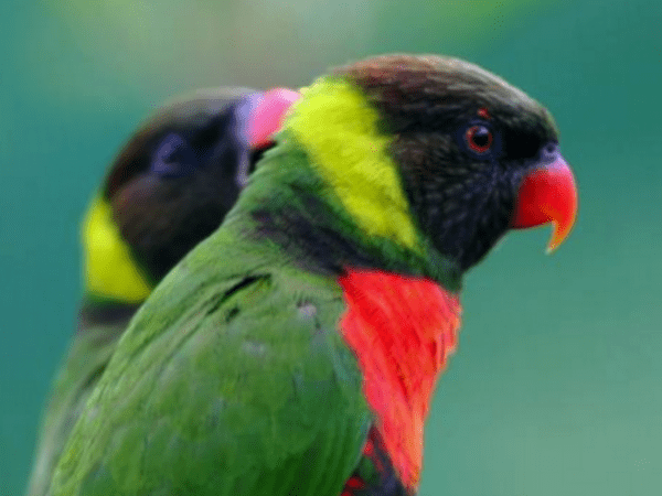 Mitchell’s Lorikeet: Breeding-for-Release