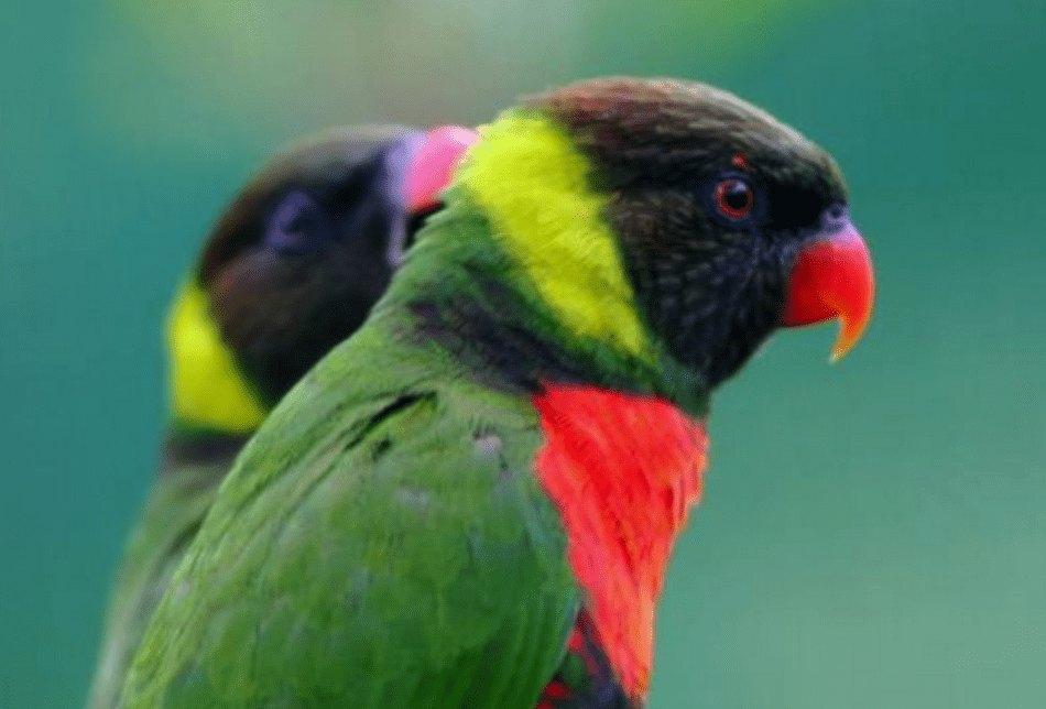 Mitchell’s Lorikeet: Breeding-for-Release