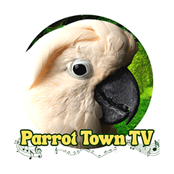 Parrot Town