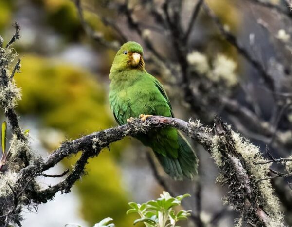 A wild Rufous-fronted Parakeet perches on a branch