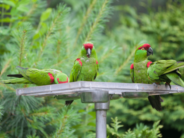Thick-billed Parrot Conservation and Research