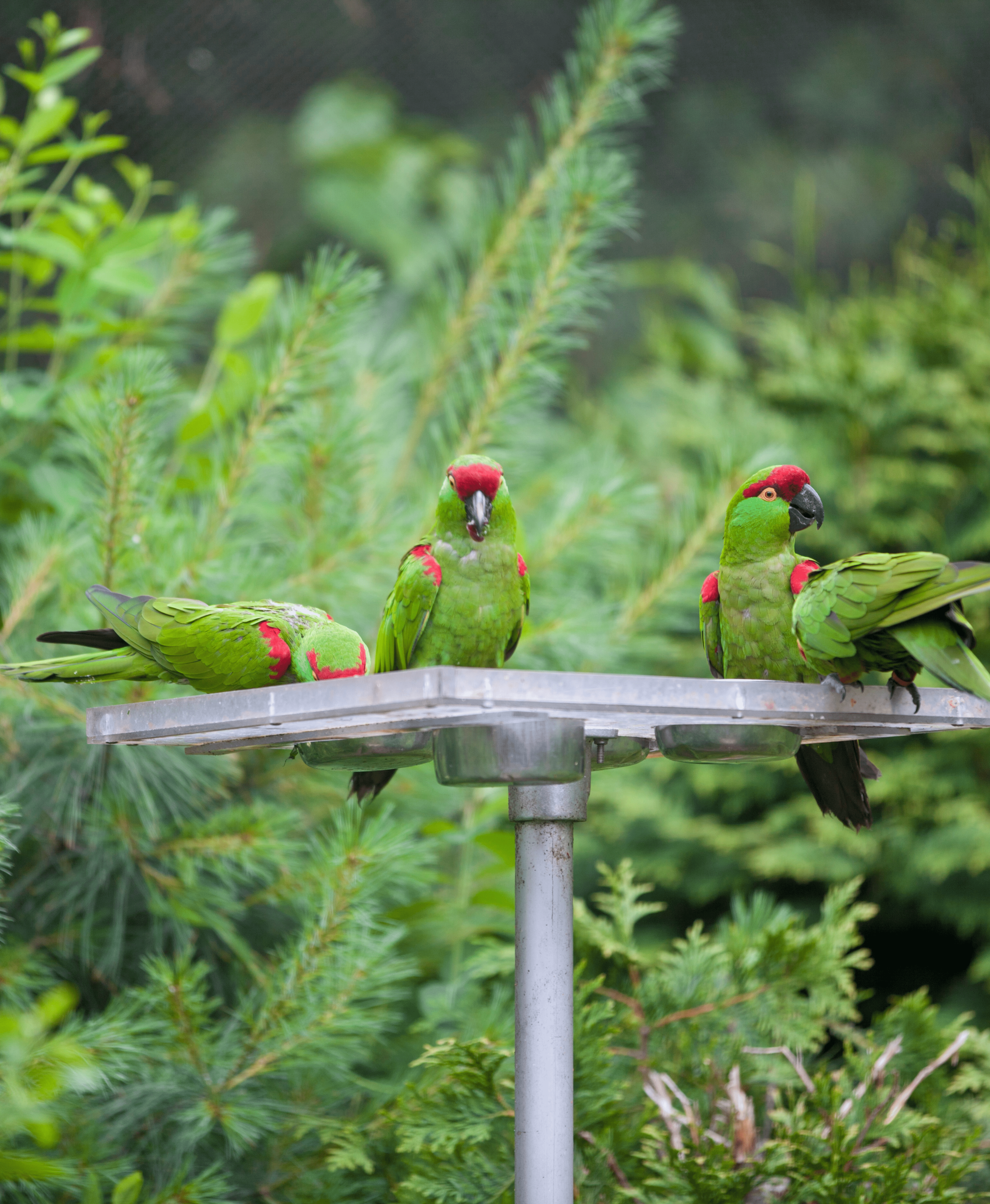 Thick-billed Parrot Conservation and Research