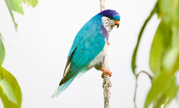 A wild Ultramarine Lorikeet perches on a branch