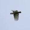 A wild Blue-eyed Cockatoo in flight