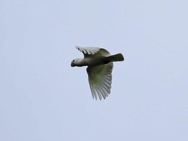 Blue-eyed Cockatoo Conservation and Research