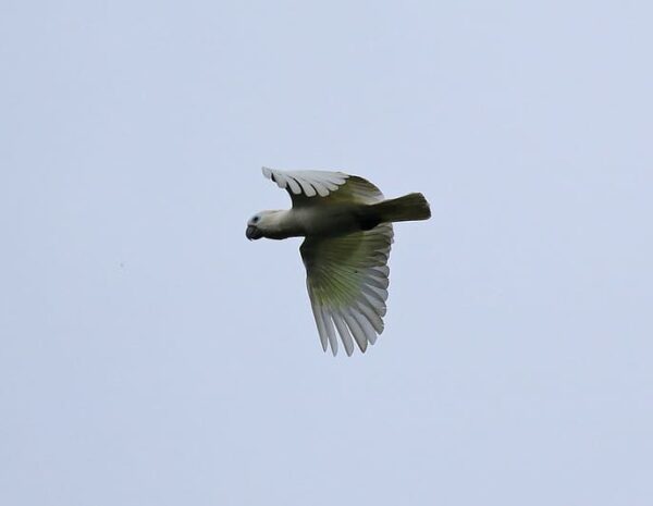 A wild Blue-eyed Cockatoo in flight