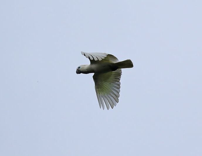 A wild Blue-eyed Cockatoo in flight