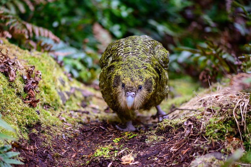 A wild Kākāpō skulks along the forest floor