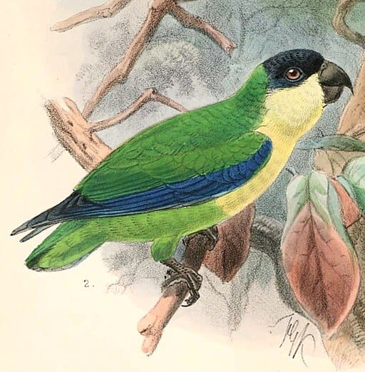 An illustration shows a Black-fronted (Creamy-breasted) Fig Parrot