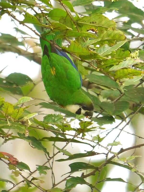 A wild Dusky-cheeked Fig Parrot forages in a tree