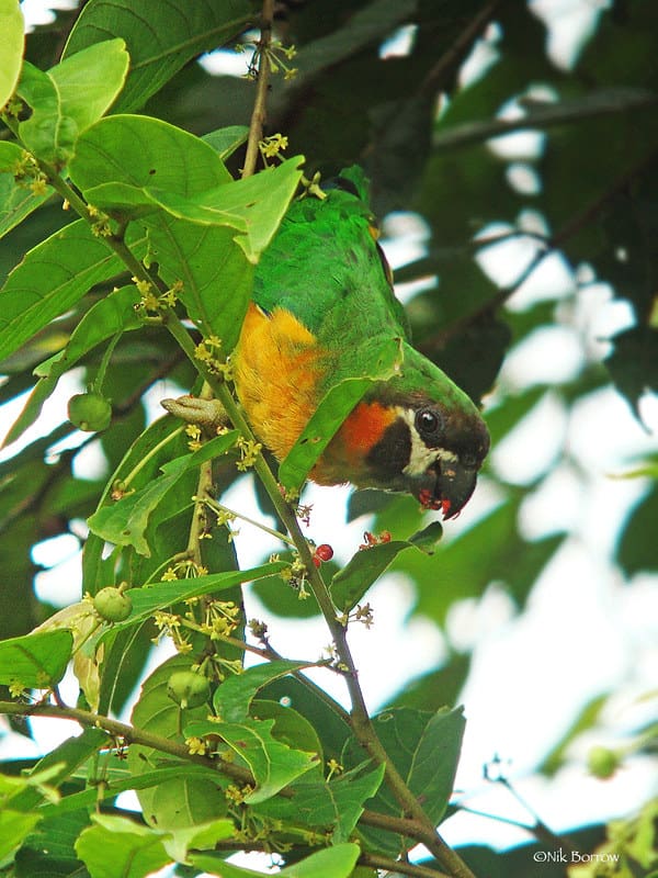 A wild Dusky-cheeked Fig Parrot forages in a tree