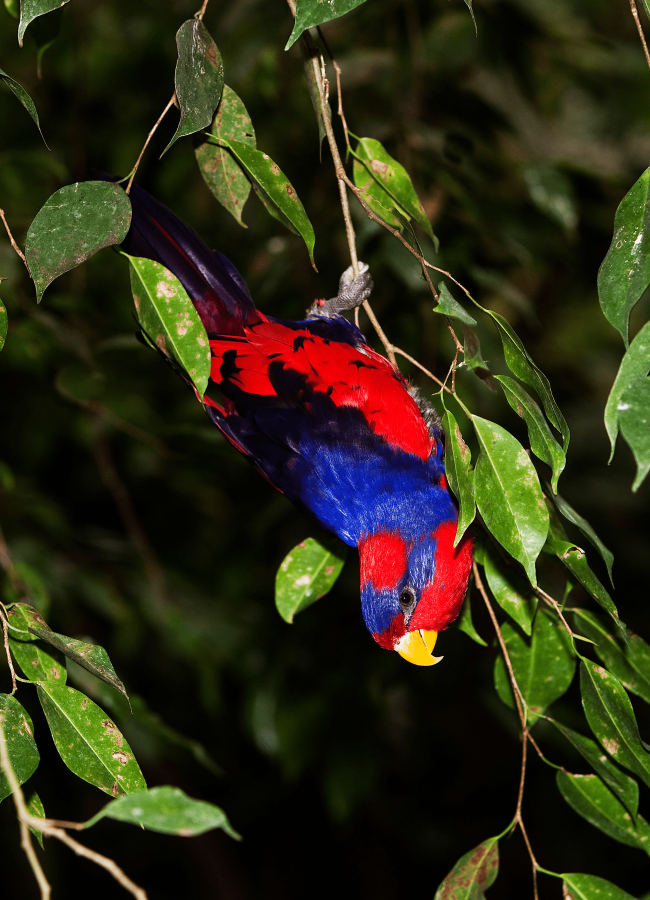 Red-and-blue Lory<br>Conservation