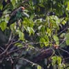 Wild Red-fronted Parrots perch in a tree