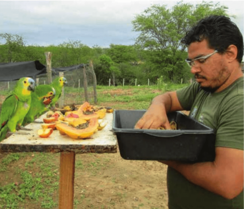 Brazil<br>Parrot<br> Rescue