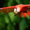 A wild Scarlet Macaw flies with a nut