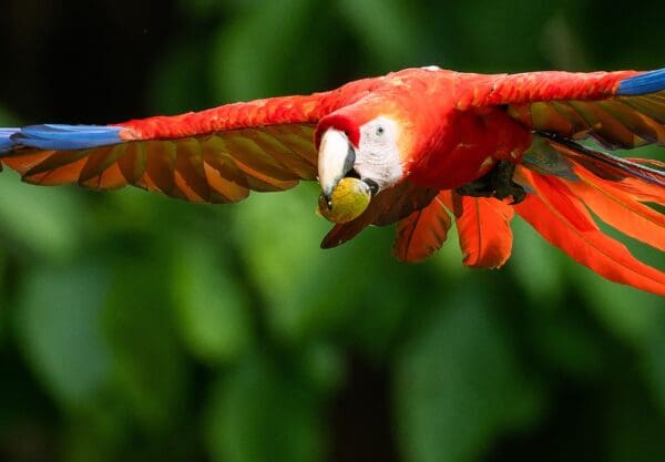 A wild Scarlet Macaw flies with a nut