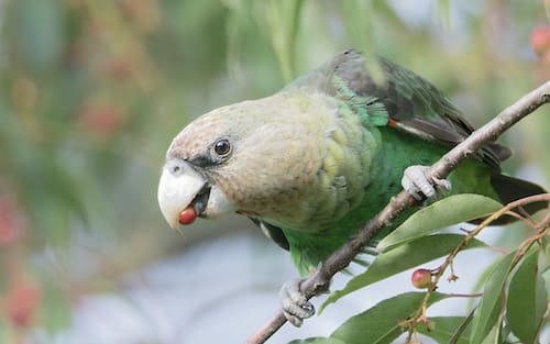 South Africa’s Cape Parrots recognised as a separate species