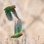 Wild Lilian's Lovebirds in flight at Liwonde National Park