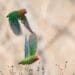 Wild Lilian's Lovebirds in flight at Liwonde National Park