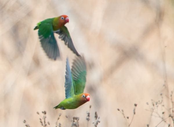 Lilian’s Lovebird Expedition Gets Underway