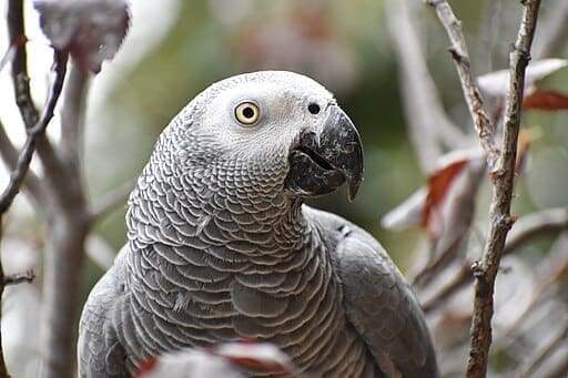 <br>Grey Parrot <br>Protection
